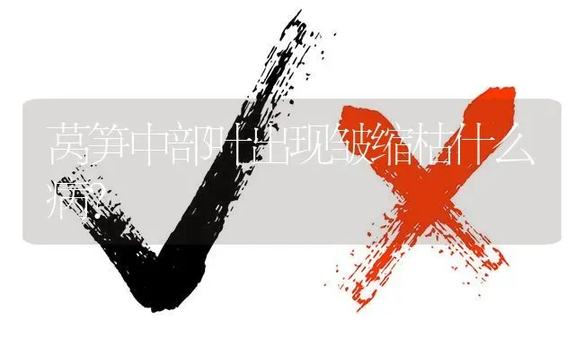 莴笋中部叶出现皱缩枯什么病? | 养殖问题解答
