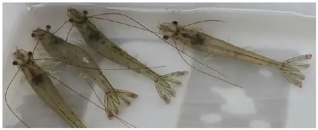 南美白对虾逆转游正常吗 | 科普知识