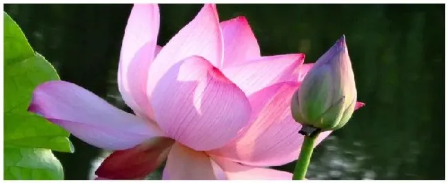 水芙蓉是什么花 | 生活常识