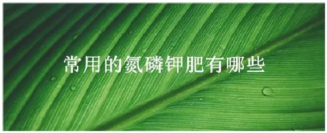 常用的氮磷钾肥有哪些 | 三农答疑