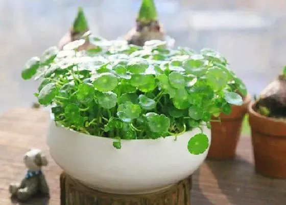 植物常识问题|铜钱草如何栽培长满盆