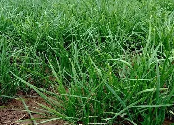 植物常识问题|种韭菜施什么肥长得好（韭菜种植的施底肥与追肥方案）