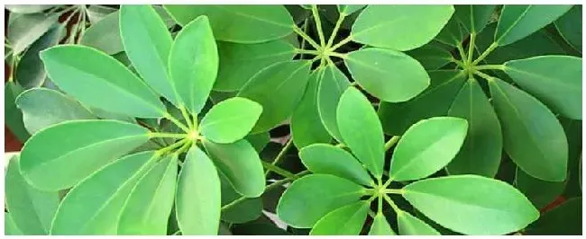 北方植物种植注意事项 | 科普知识