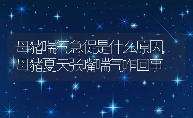 母猪喘气急促是什么原因,母猪夏天张嘴喘气咋回事 | 养殖常见问题