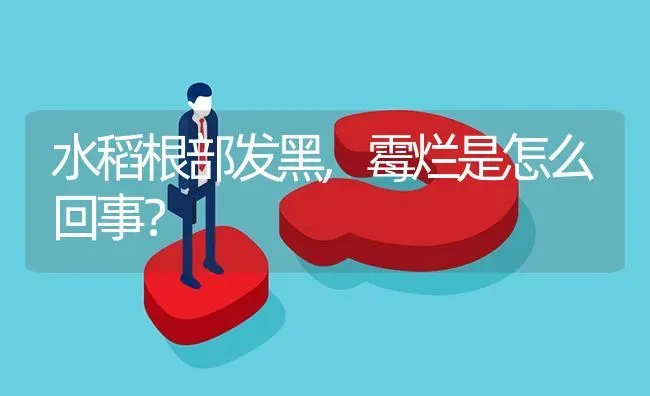 水稻根部发黑,霉烂是怎么回事? | 养殖问题解答