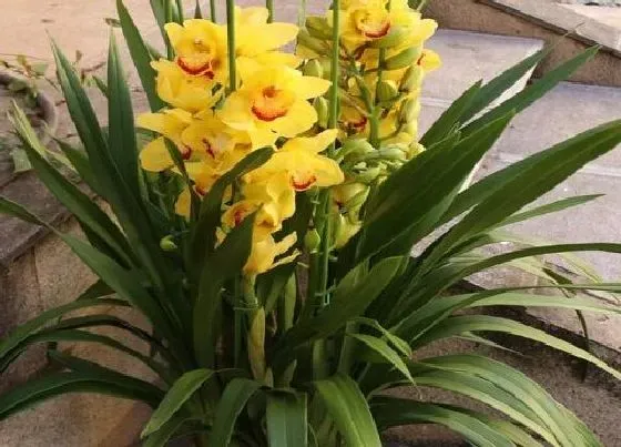 植物常识问题|兰花正常养护不开花的原因