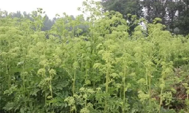 植物常识问题|白芷种植方法及田间管理（中药白芷播种时间及栽培技术）