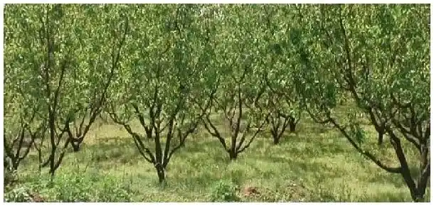 杏树冬季修剪技术 | 农业常识