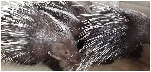 豪猪冬天怎么取暖 | 农业常识