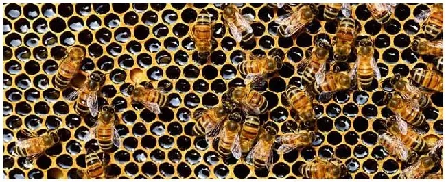 蜜蜂冬天死亡的原因有哪些? | 农业问题