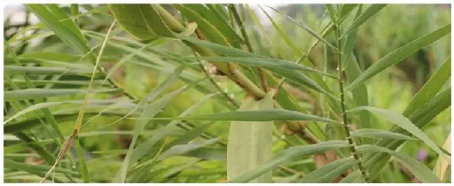 菌草的用途 | 农业答疑