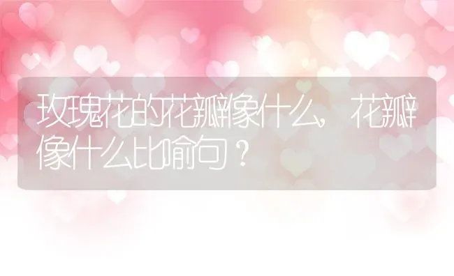 玫瑰花的花瓣像什么,花瓣像什么比喻句？ | 养殖常见问题