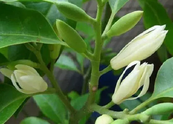 植物常识问题|白兰花的养植方法  养护注意事项