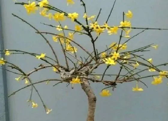 植物常识问题|小叶迎春花盆景的养护方法