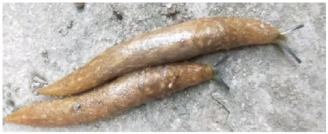 蛞蝓最怕什么植物 | 三农问答