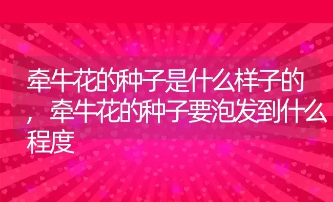 牵牛花的种子是什么样子的,牵牛花的种子要泡发到什么程度 | 养殖常见问题