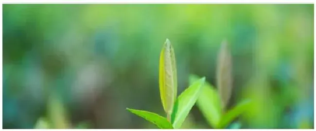 常见催芽方法有哪些 | 农业问题