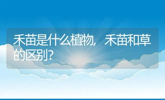 禾苗是什么植物,禾苗和草的区别？ | 养殖常见问题