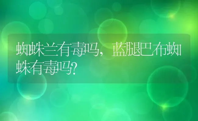 蜘蛛兰有毒吗,蓝腿巴布蜘蛛有毒吗？ | 养殖常见问题