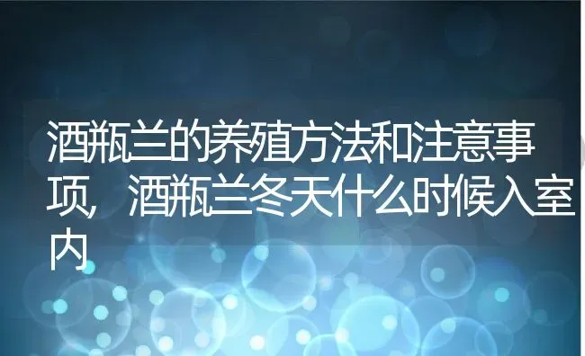 酒瓶兰的养殖方法和注意事项,酒瓶兰冬天什么时候入室内 | 养殖常见问题