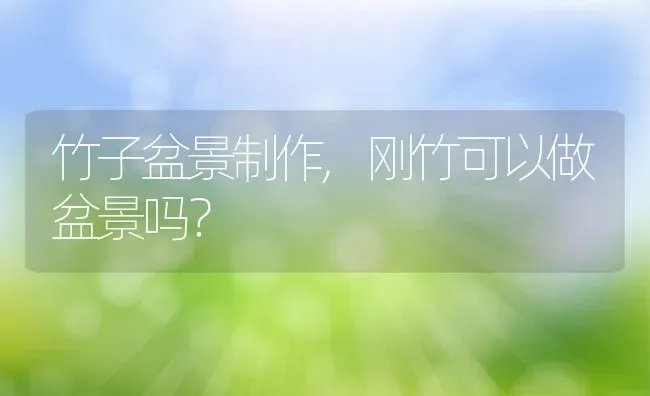 竹子盆景制作,刚竹可以做盆景吗？ | 养殖常见问题