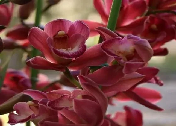 植物常识问题|兰花正常养护不开花的原因