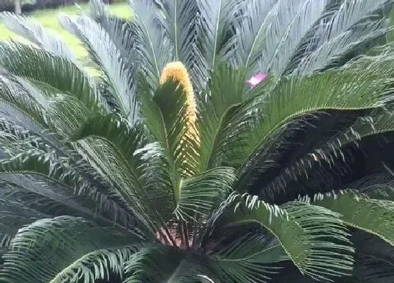 植物常识问题|铁树怎样养护叶子长得枝繁叶茂的