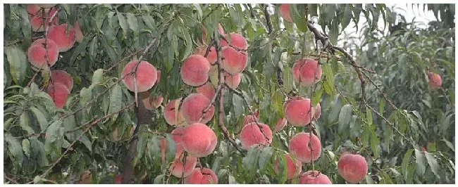 二甲戊灵对桃树有害吗 | 农业问题