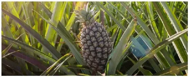 菠萝头怎么种植快速长菠萝 | 生活常识