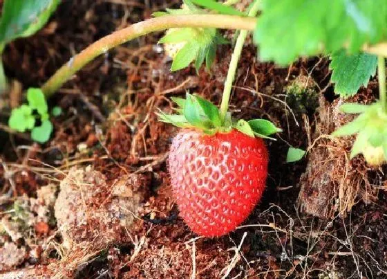 植物常识问题|春季怎么养草莓花苞呼呼冒