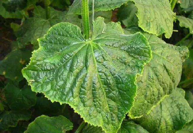 植物常识问题|大棚种植黄瓜肥害怎么防治（黄瓜肥料的施用方法与误区）