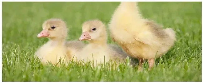 刚买的鹅苗怎么养 | 农业问题