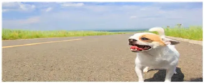 怎样挑选吉娃娃犬 | 农业答疑