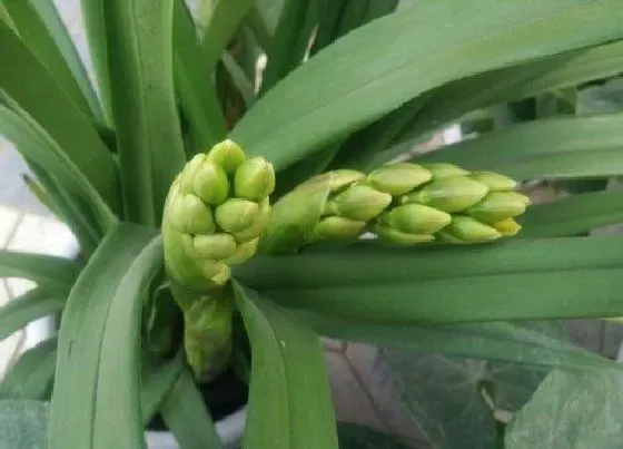 植物常识问题|兰花花苞出土后如何养护