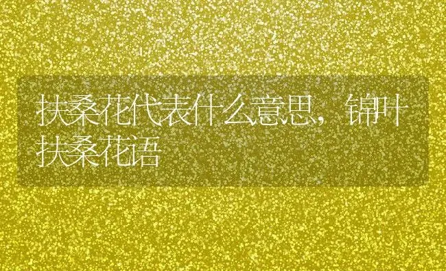 扶桑花代表什么意思,锦叶扶桑花语 | 养殖常见问题