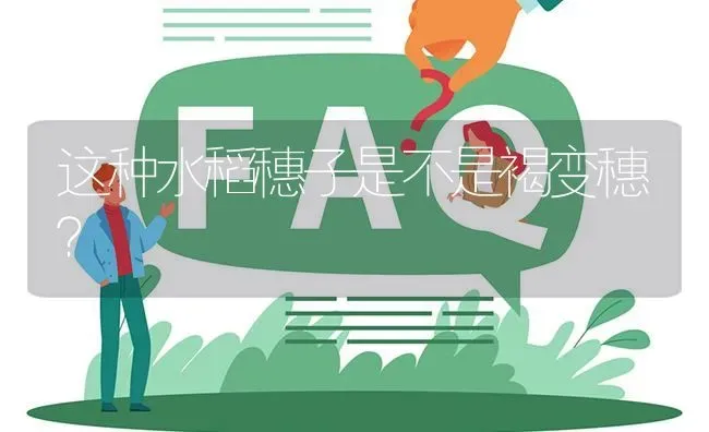 这种水稻穗子是不是褐变穗? | 养殖问题解答