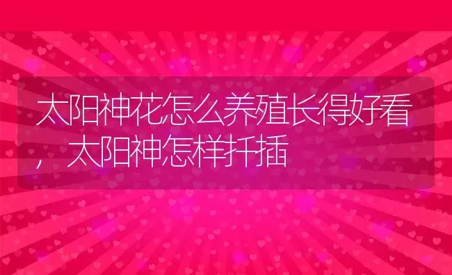 太阳神花怎么养殖长得好看,太阳神怎样扦插 | 养殖常见问题