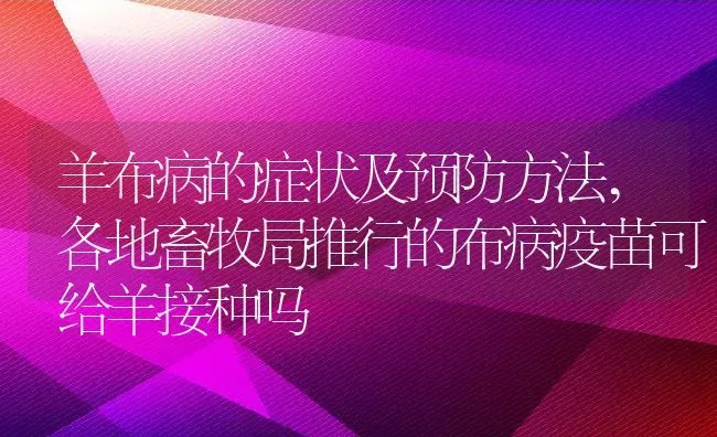 羊布病的症状及预防方法,各地畜牧局推行的布病疫苗可给羊接种吗 | 养殖常见问题