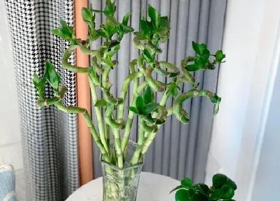 植物常识问题|富贵竹夏季如何施肥长势特别旺！