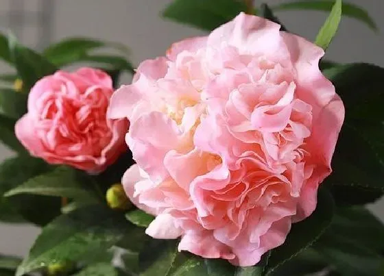 植物常识问题|茶花和茶梅如何区分