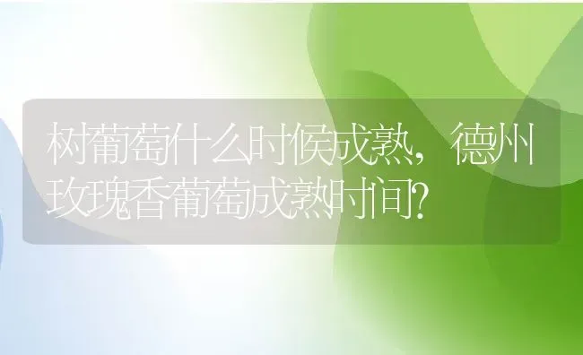 树葡萄什么时候成熟,德州玫瑰香葡萄成熟时间？ | 养殖常见问题