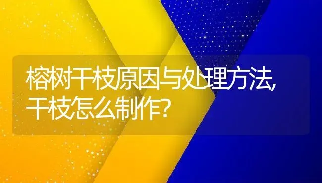 榕树干枝原因与处理方法,干枝怎么制作？ | 养殖常见问题