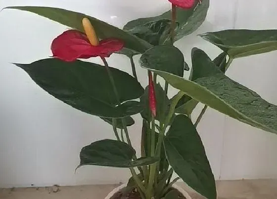 植物常识问题|红掌怎么施肥  有哪些施肥原则