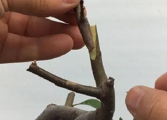 植物常识问题|月季根接和月季嫁接的区别