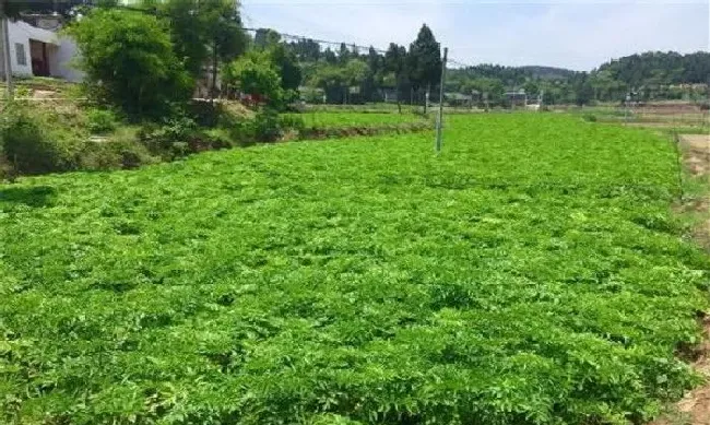 植物常识问题|白芷种植方法及田间管理（中药白芷播种时间及栽培技术）