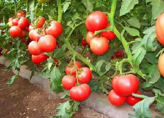 植物常识问题|西红柿种植技术与管理