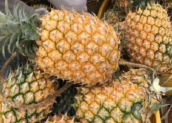 植物常识问题|菠萝品种