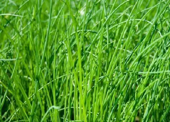 植物常识问题|中国最好的韭菜品种