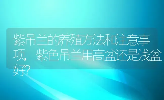 紫吊兰的养殖方法和注意事项,紫色吊兰用高盆还是浅盆好？ | 养殖常见问题