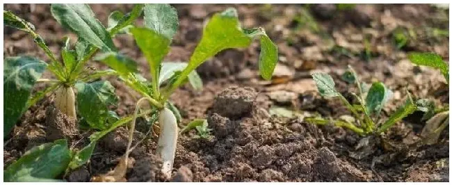 种植土壤检测标准土壤改良的方法有哪些 | 农业常识